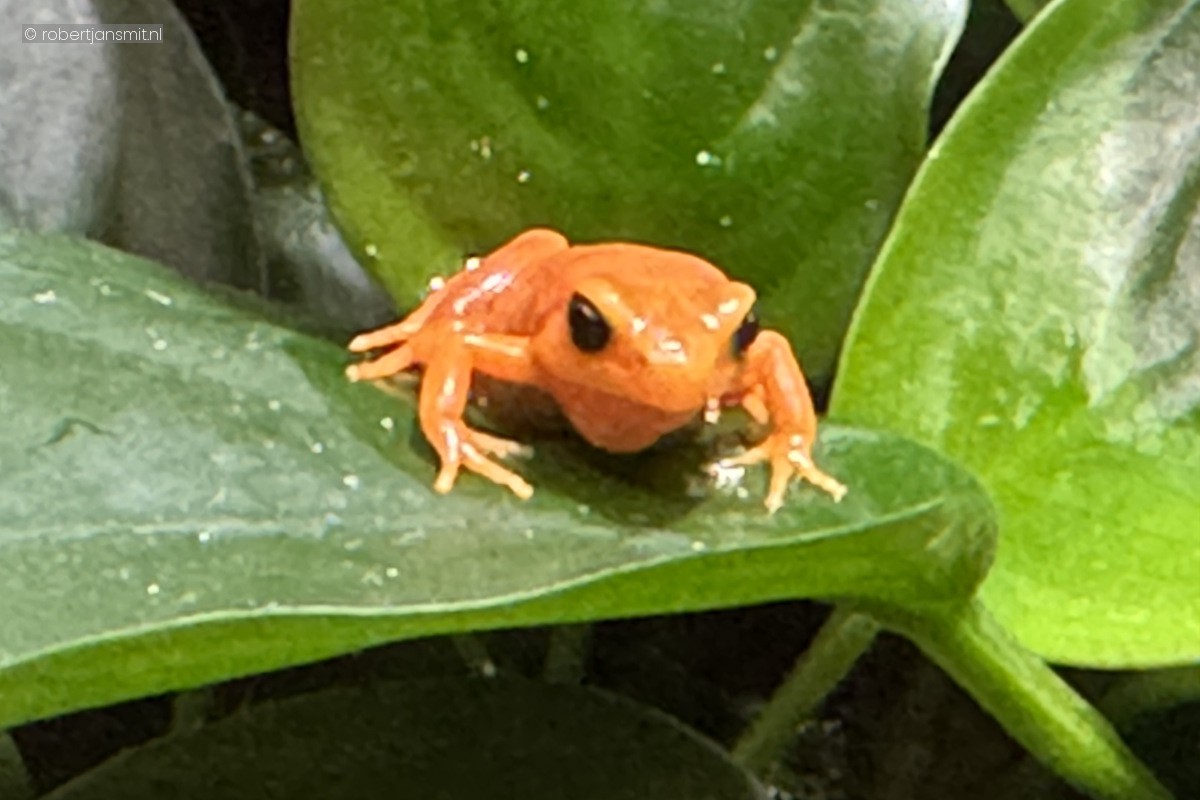 Foto van Gouden mantella (Mantella aurantiaca) in Dierenpark Amersfoort