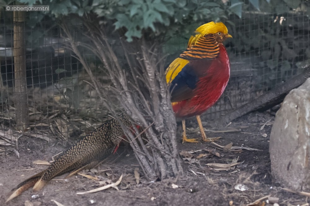 Foto van Goudfazant (Chrysolophus pictus) in Ouwehands Dierenpark Rhenen