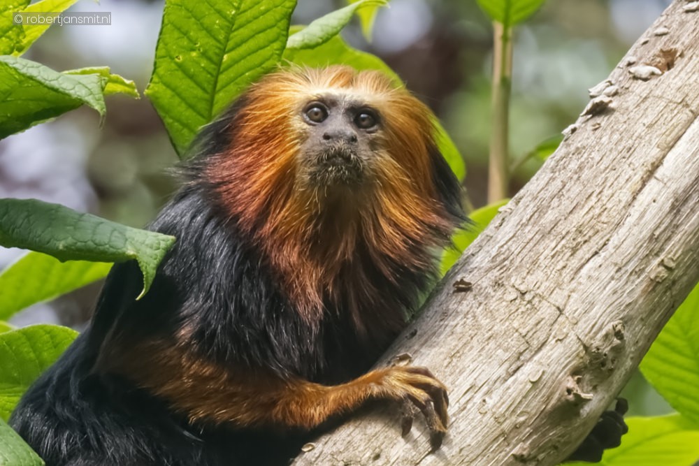 Foto van Goudkopleeuwaapje (Leontopithecus chrysomelas) in Apenheul Apeldoorn