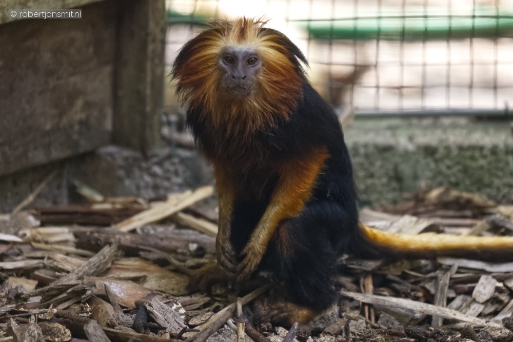 Foto van Goudkopleeuwaapje (Leontopithecus chrysomelas) in Best Zoo, Best
