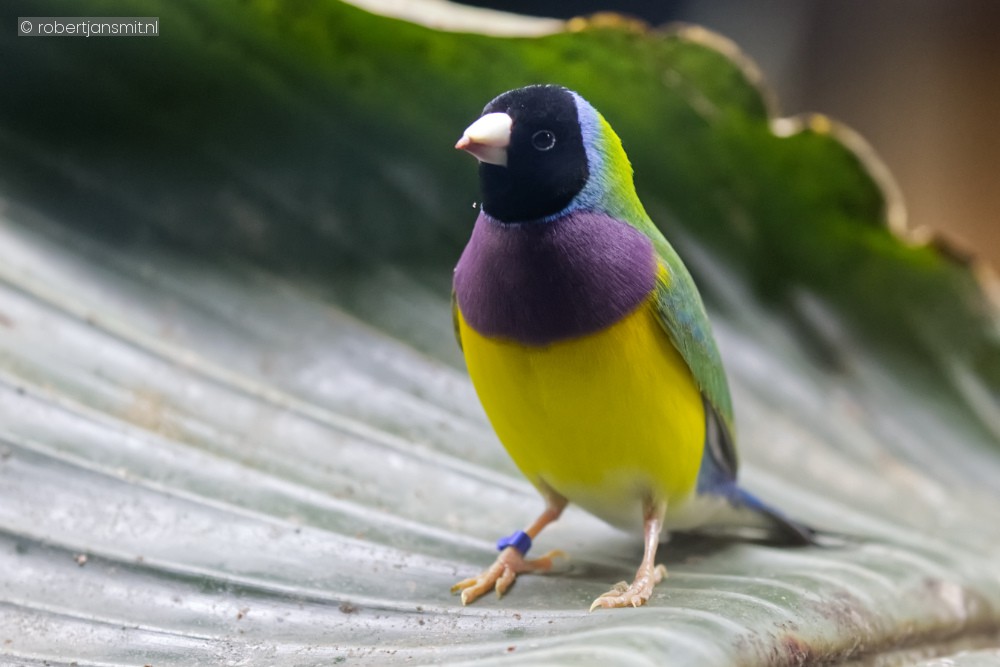 Foto van Gouldamadine (Chloebia gouldiae) in Best Zoo, Best