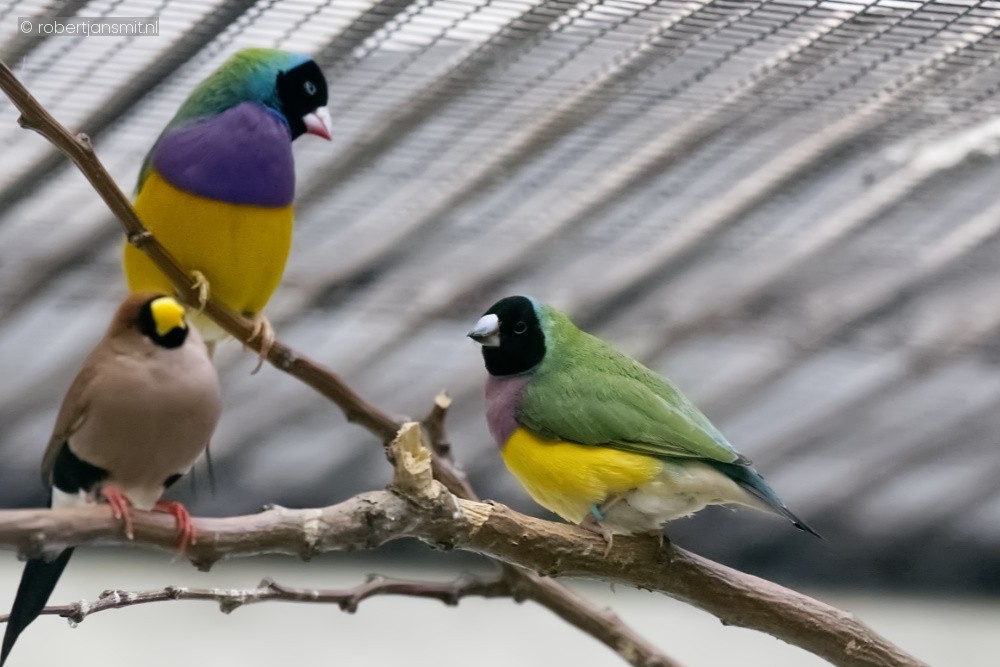 Foto van Gouldamadine (Chloebia gouldiae) in Zoo Antwerpen België