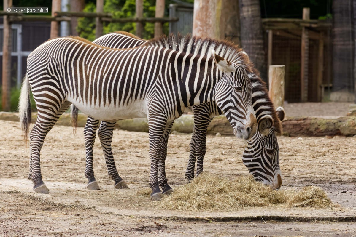 Foto van Grévyzebra (Equus grevyi) in Dierenpark Amersfoort