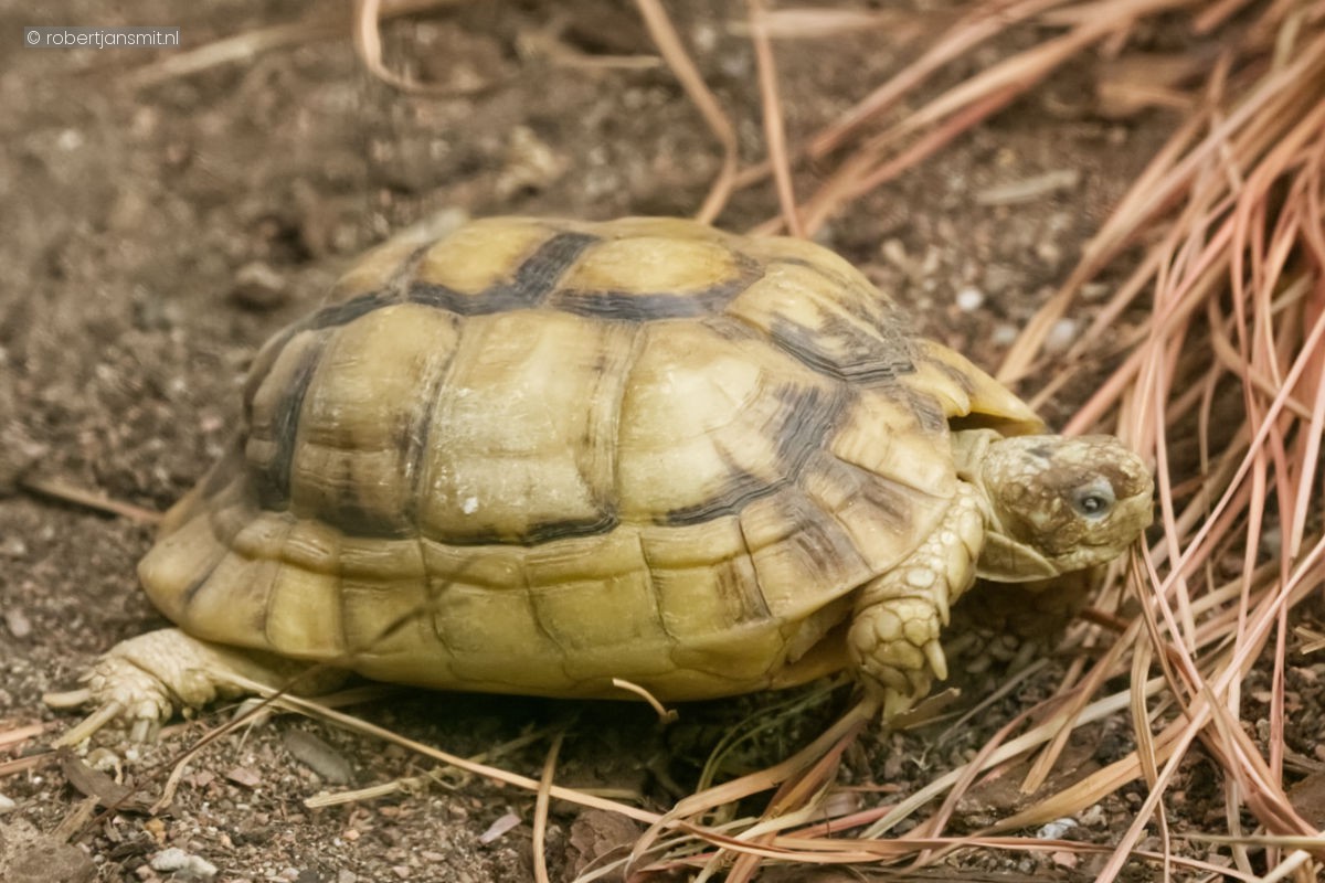 Foto van Griekse schildpad (Testudo hermanni) in Artis Amsterdam
