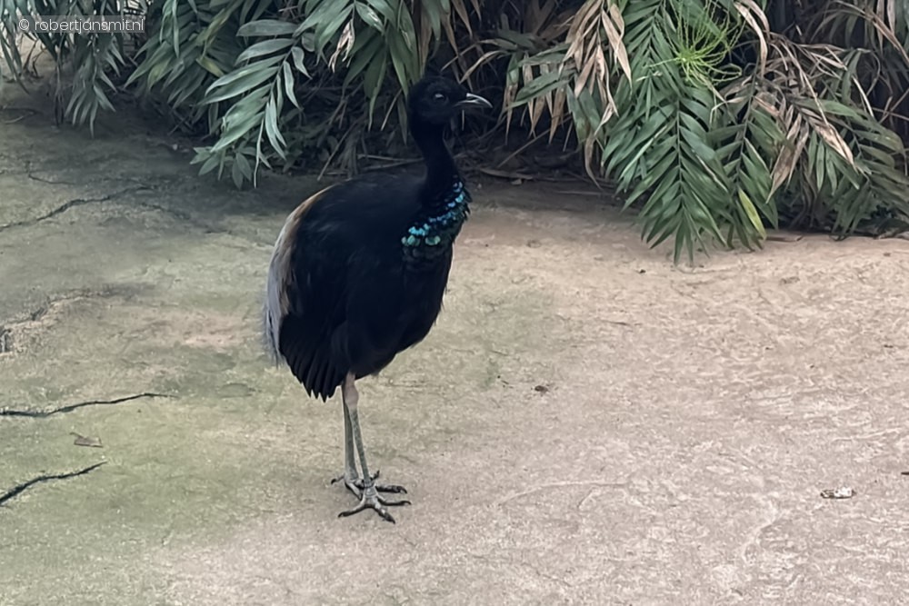 Foto van Grijsvleugel trompetvogel (Psophia crepitans) in ZooParc Overloon