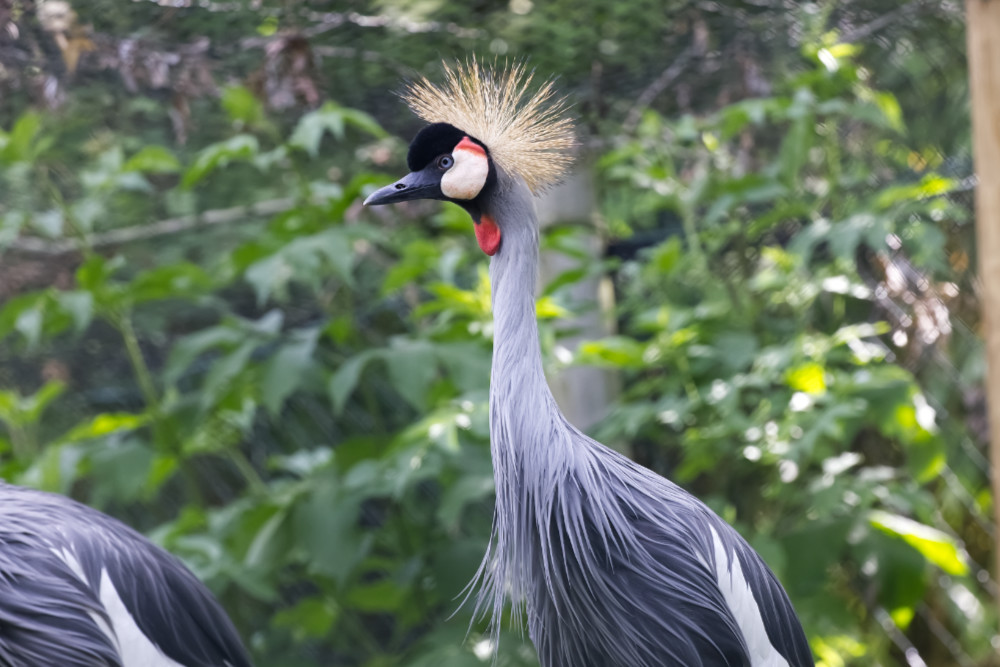 Kroonkraanvogel 