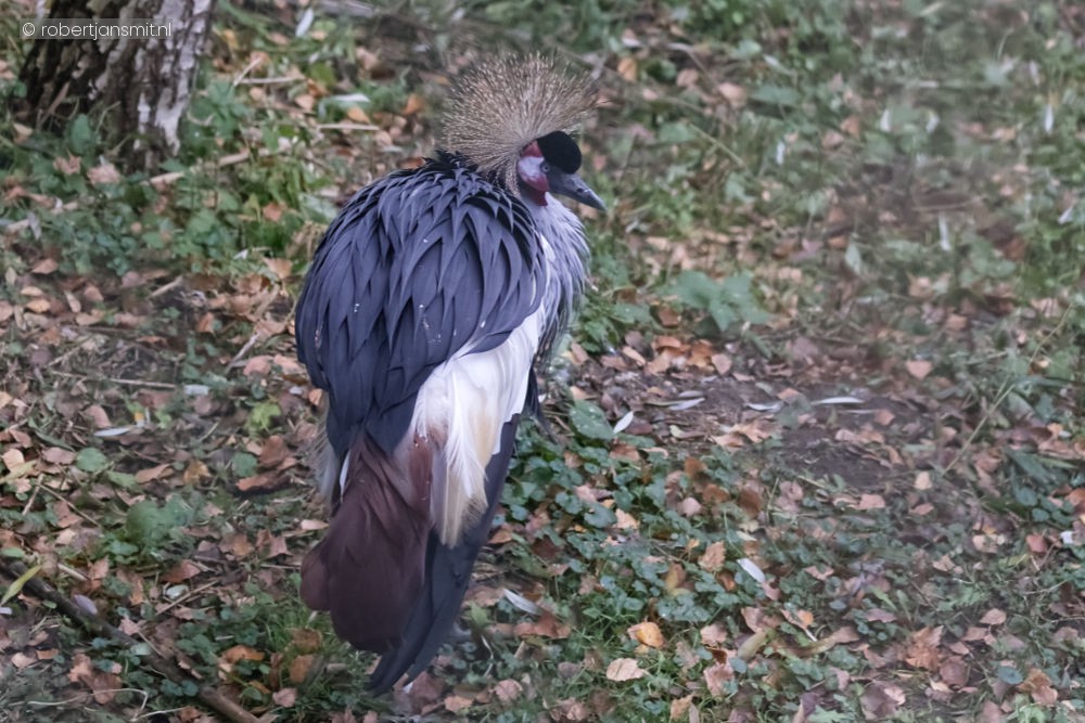 Foto van Grijze kroonkraanvogel (Balearica regulorum) in ZooParc Overloon