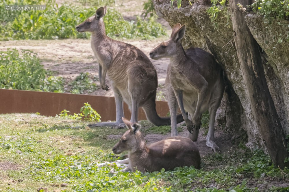 Foto van Grijze reuzenkangoeroe (Macropus giganteus) in Pairi Daiza België
