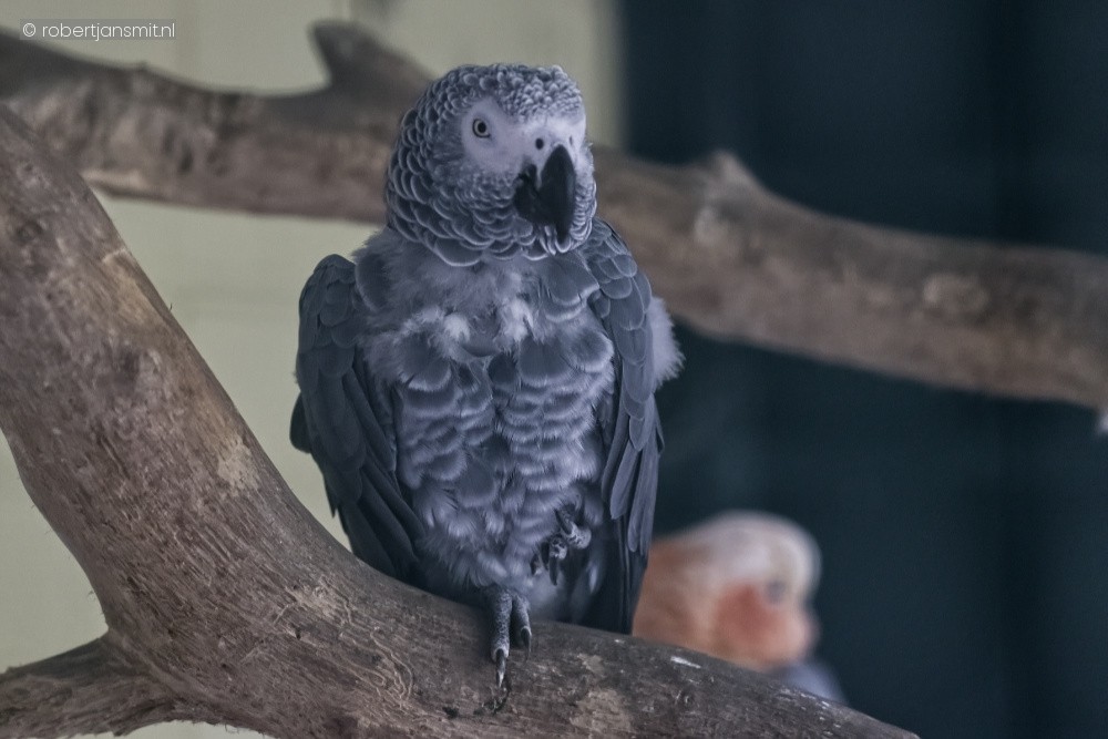 Foto van Grijze roodstaartpapegaai (Psittacus erithacus) in Best Zoo, Best