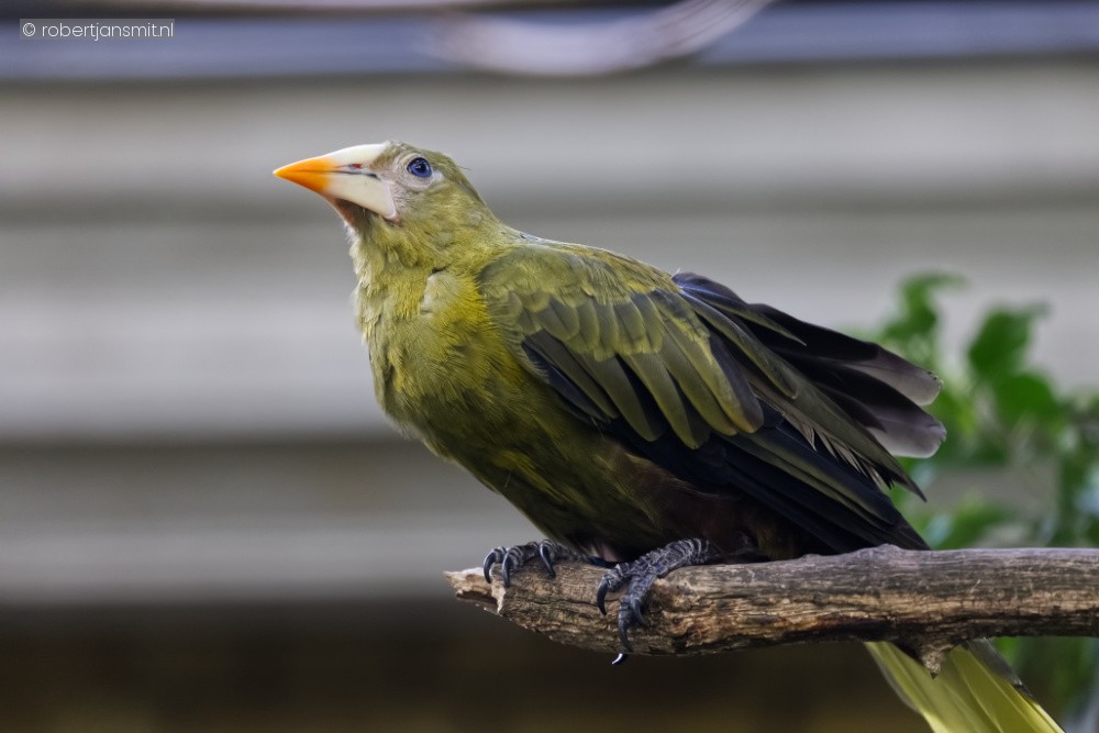 Foto van Groene oropendola (Psarocolius viridis) in Zoo Antwerpen België