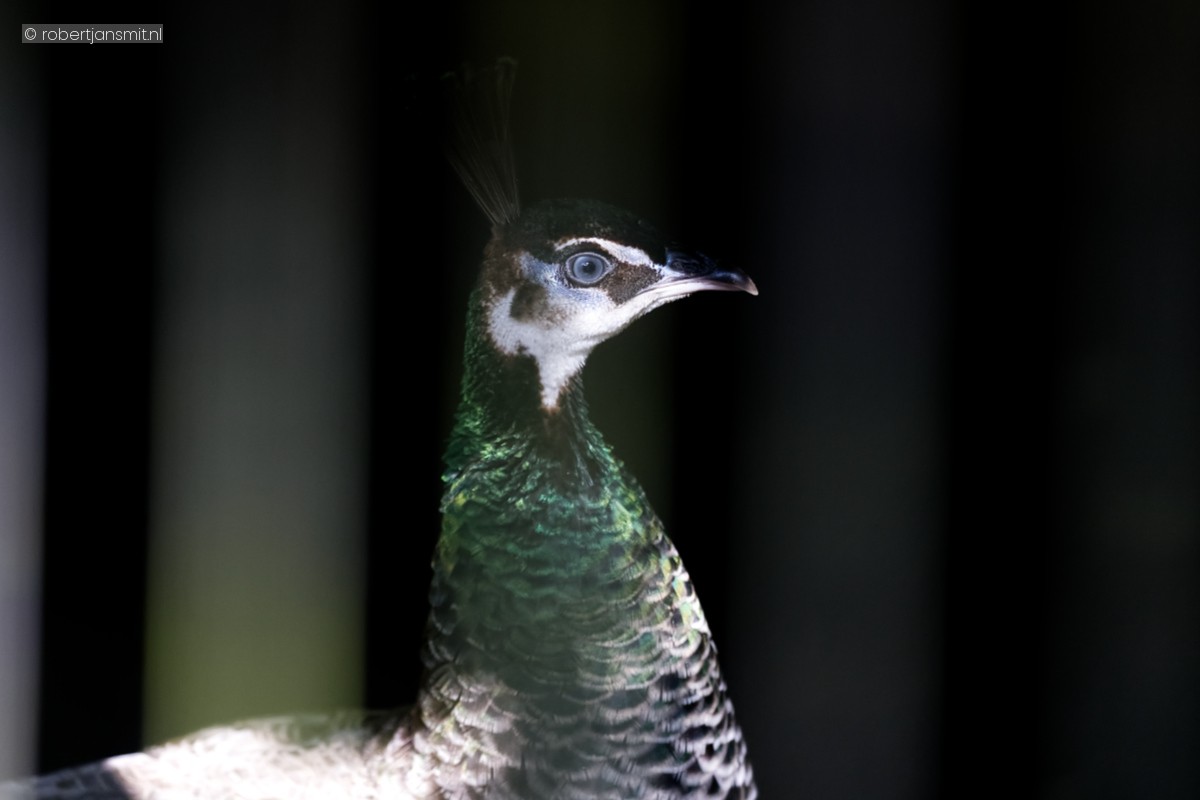 Foto van Groene pauw (Pavo muticus) in Dierenpark Amersfoort
