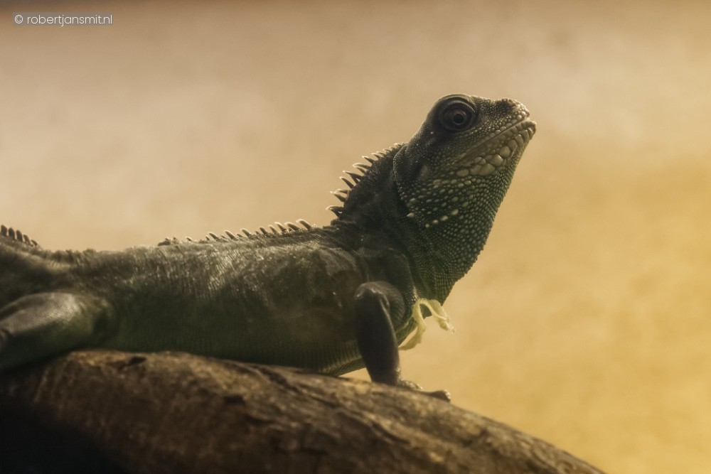 Foto van Groene wateragame (Physignathus cocincinus) in Zoo Antwerpen België