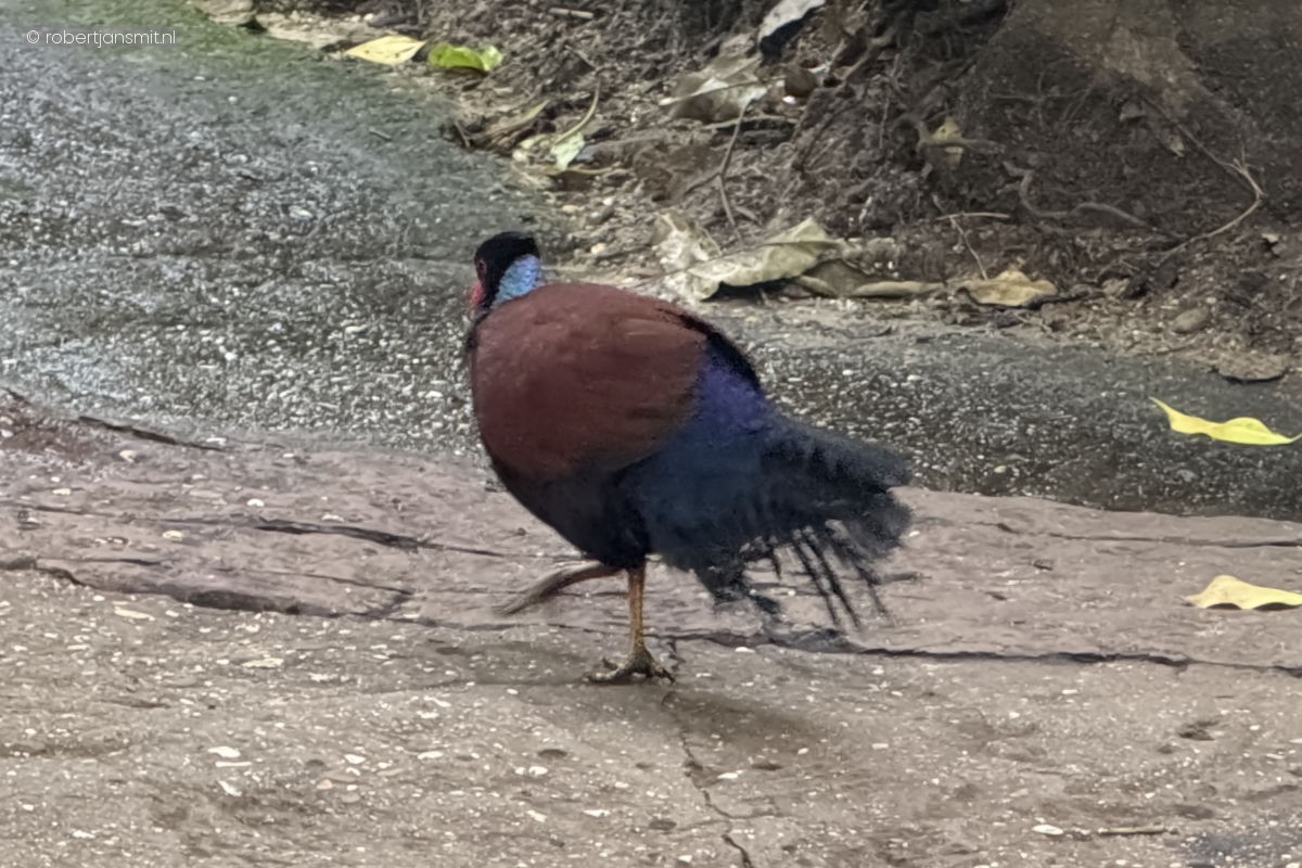 Foto van Fazantduif (Otidiphaps nobilis) in Burgers Zoo Arnhem