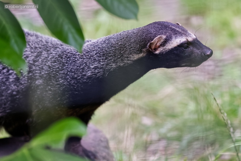 Foto van Grote Grison (Galictis vittata) in Faunapark Flakkee