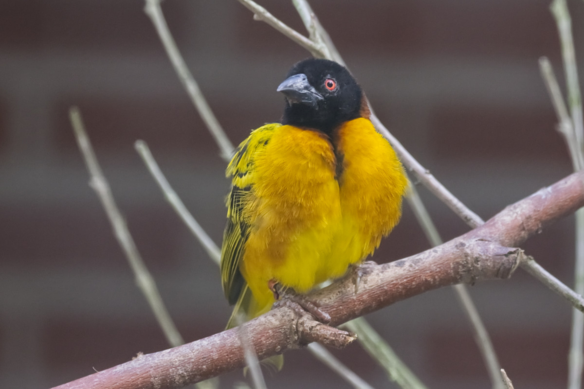 Foto van Grote textorwever (Ploceus cucullatus) in Dierenpark Hoenderdaell Anna Paulowna