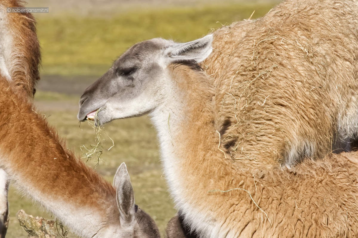 Foto van Guanaco (Lama guanicoe) in Tierpark Berlin