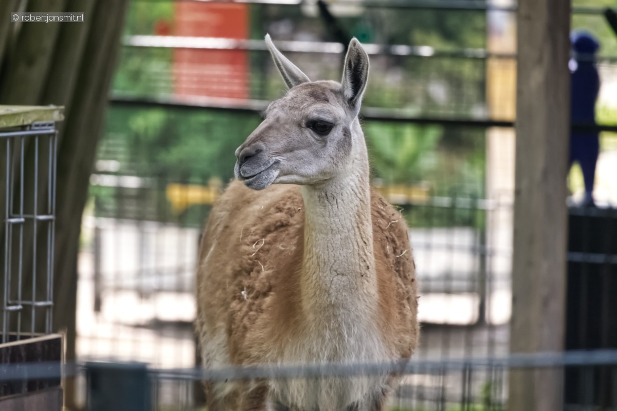 Foto van Guanaco (Lama guanicoe) in Zoo Krefeld