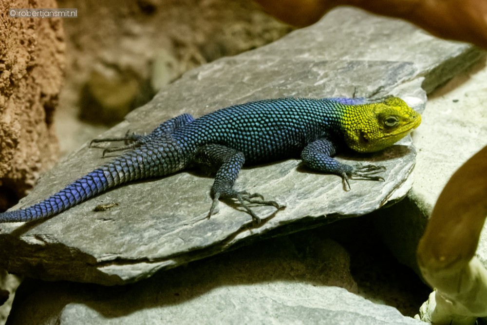Foto van Guatemala stekelleguaan (Sceloporus malachiticus) in Zoo Antwerpen België