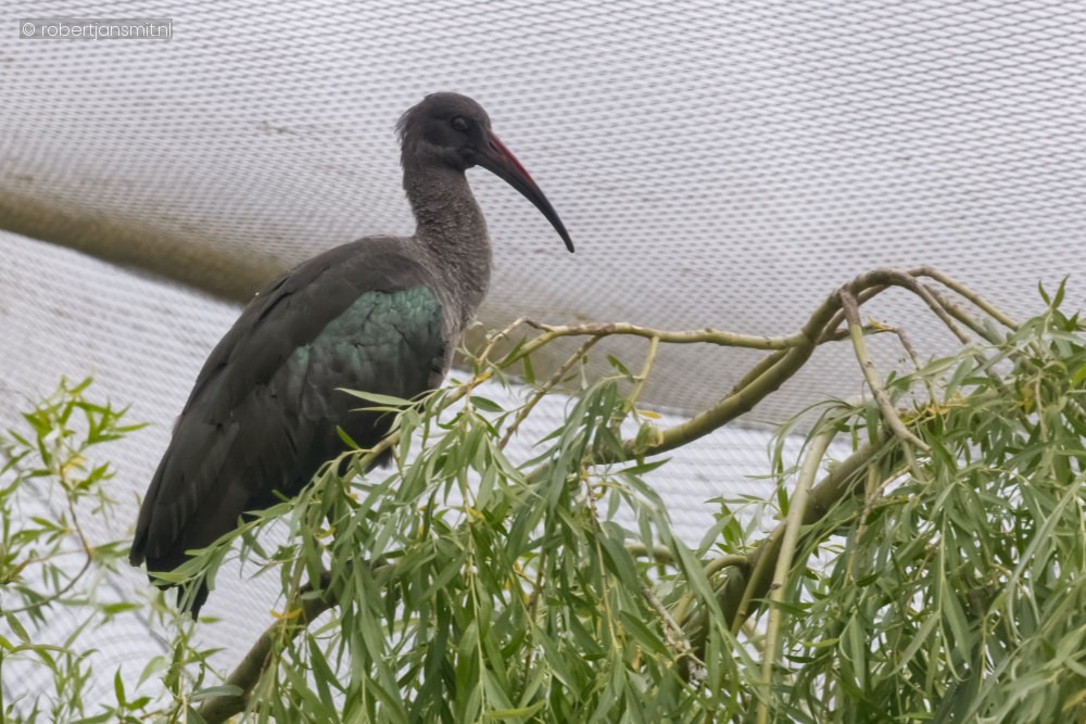 Foto van Hadada ibis (Bostrychia hagedash) in Beekse Bergen Hilvarenbeek