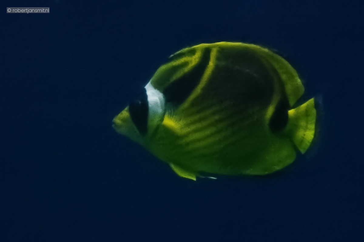 Foto van Halfmaanvlindervis (Chaetodon lunula) in Burgers Zoo Arnhem