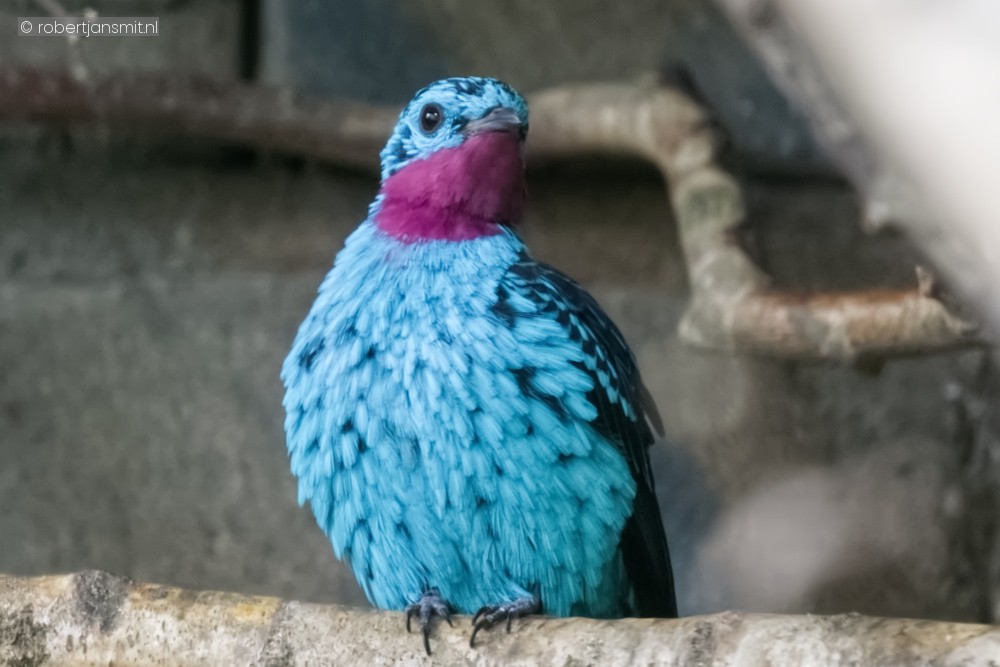 Foto van Halsbandcotinga (Cotinga cayana) in Zoo Antwerpen België