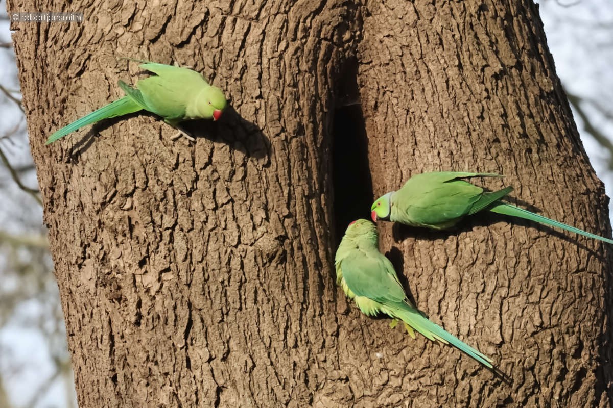 Foto van Halsbandparkiet (Psittacula krameri) in Artis Amsterdam