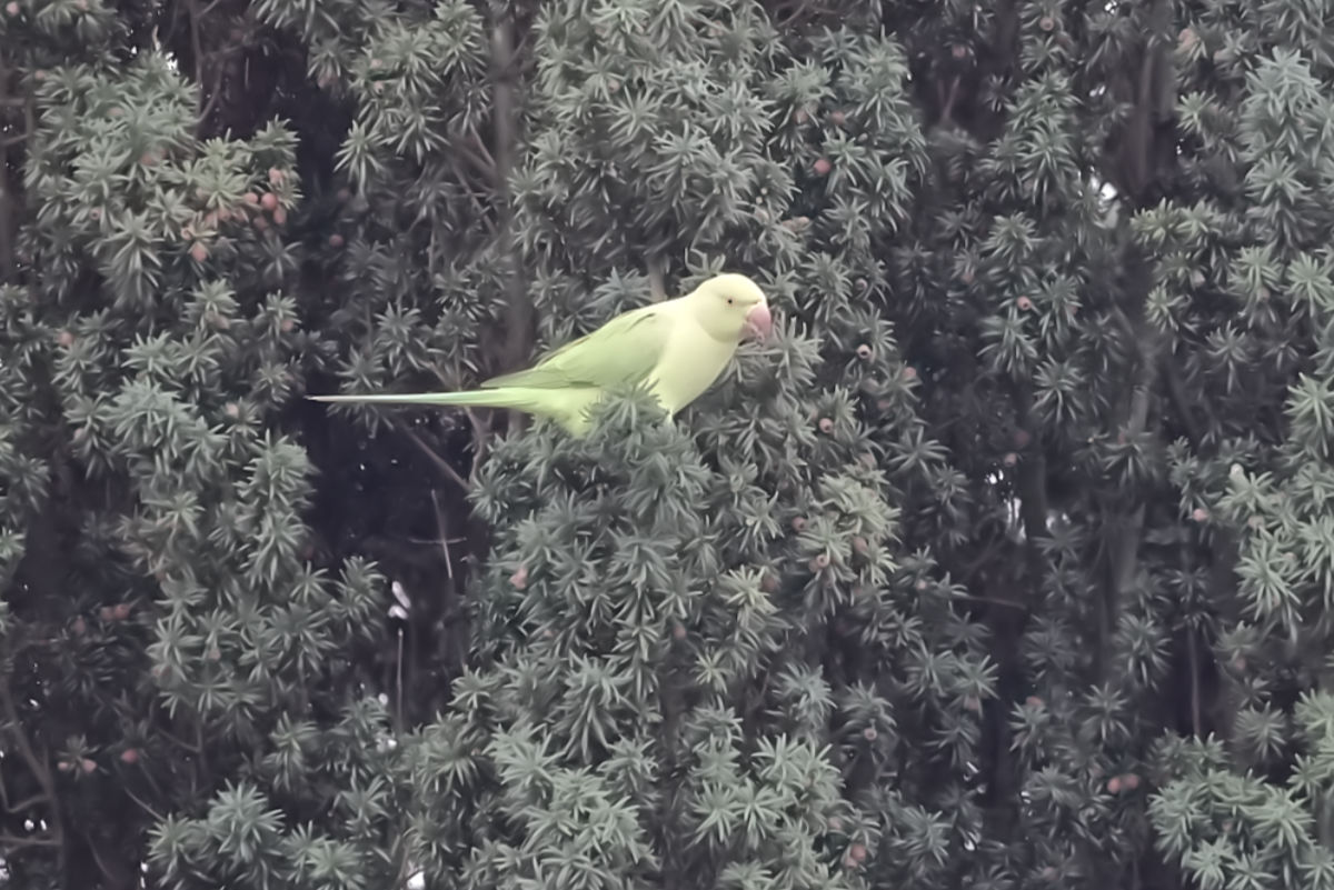 Foto van Halsbandparkiet (Psittacula krameri) in Avifauna Alphen a/d Rijn