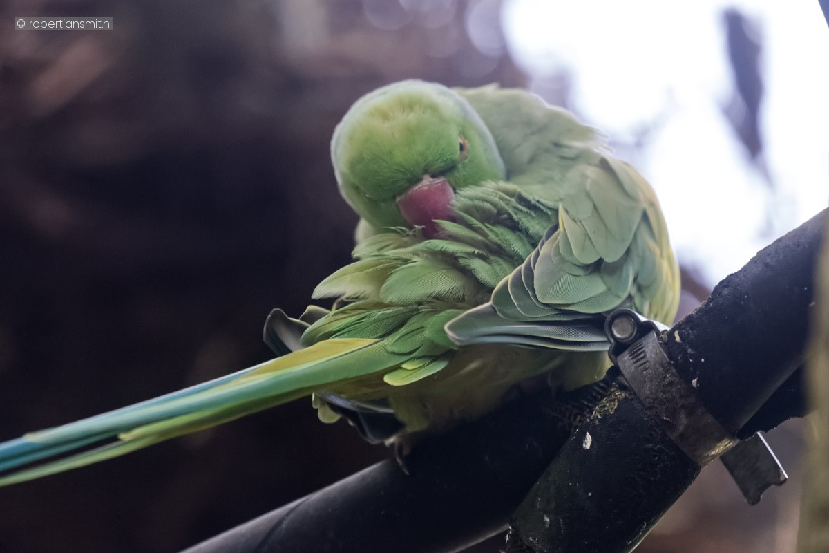 Foto van Halsbandparkiet (Psittacula krameri) in Dierenpark Amersfoort