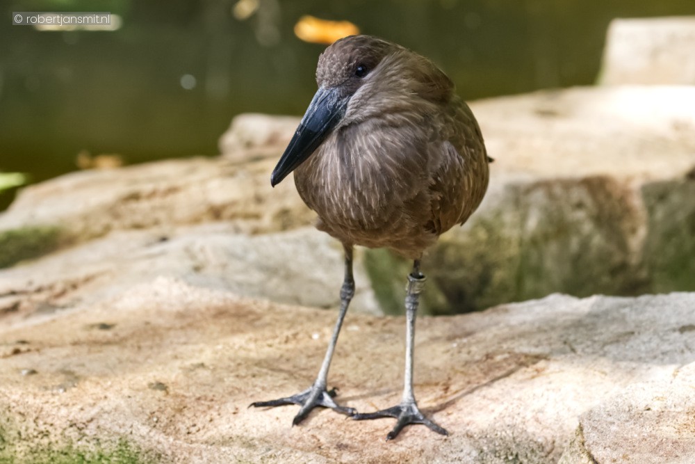 Foto van Hamerkop (Scopus umbretta) in Zoo Antwerpen België