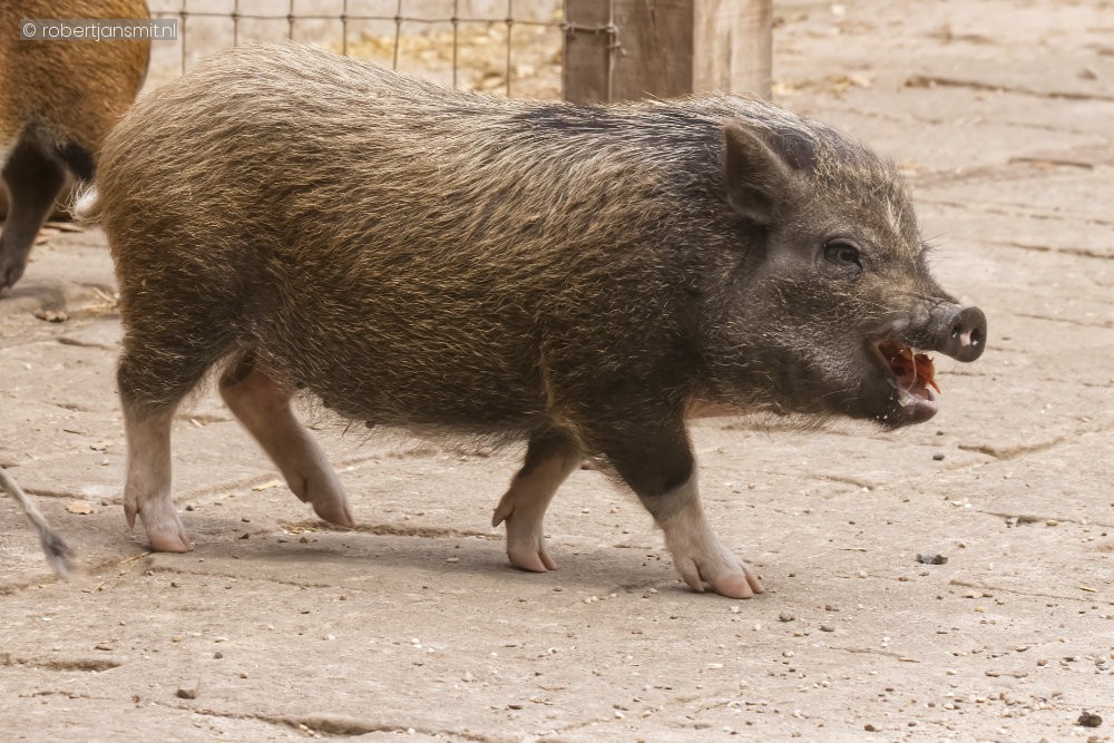 Foto van Hangbuikzwijn () in Pairi Daiza België