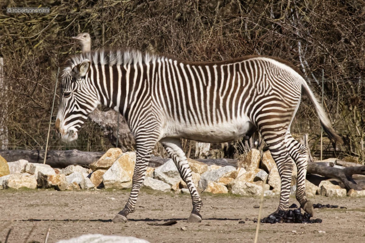 Foto van Hartmanns bergzebra (Equus zebra hartmannae) in Tierpark Berlin