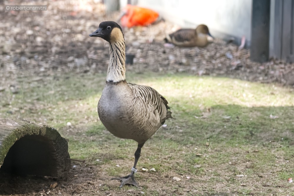 Foto van Hawaiigans (Branta sandvicensis) in Ouwehands Dierenpark Rhenen