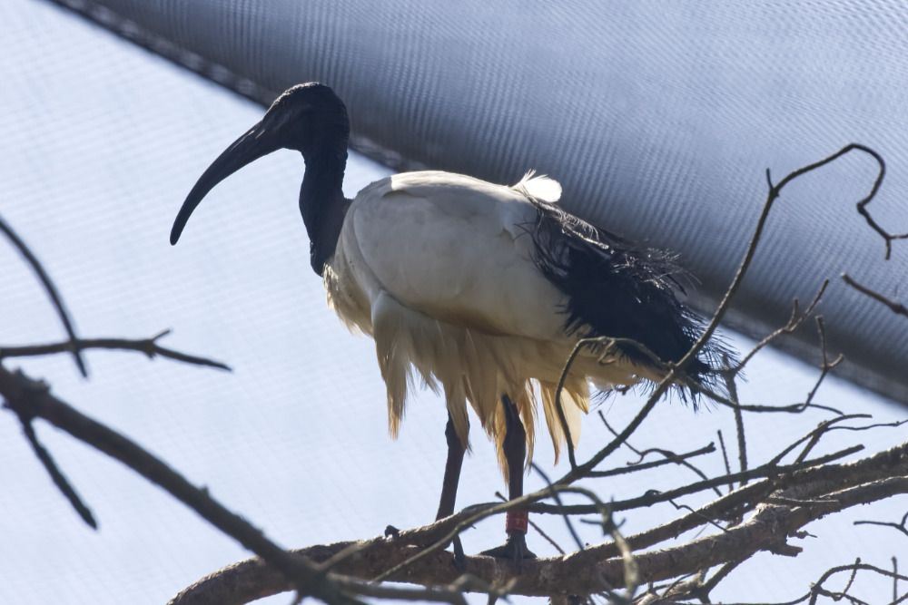 Heilige ibis 
