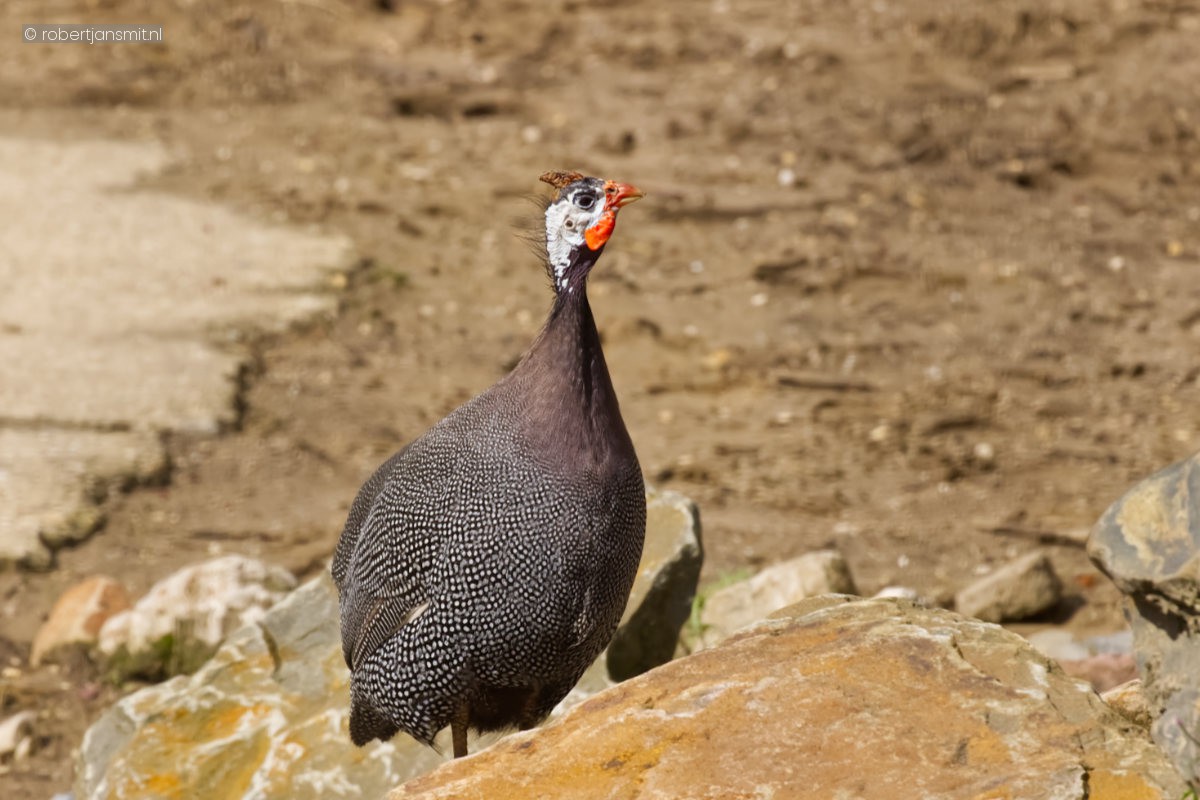 Foto van Helmparelhoen (Numida meleagris) in Dierenpark Amersfoort