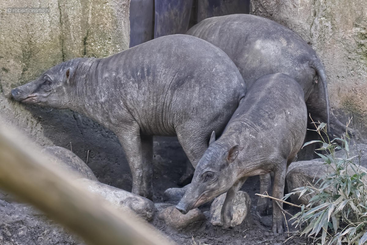 Foto van Hertzwijn (Babyrousa celebensis) in Tierpark Berlin