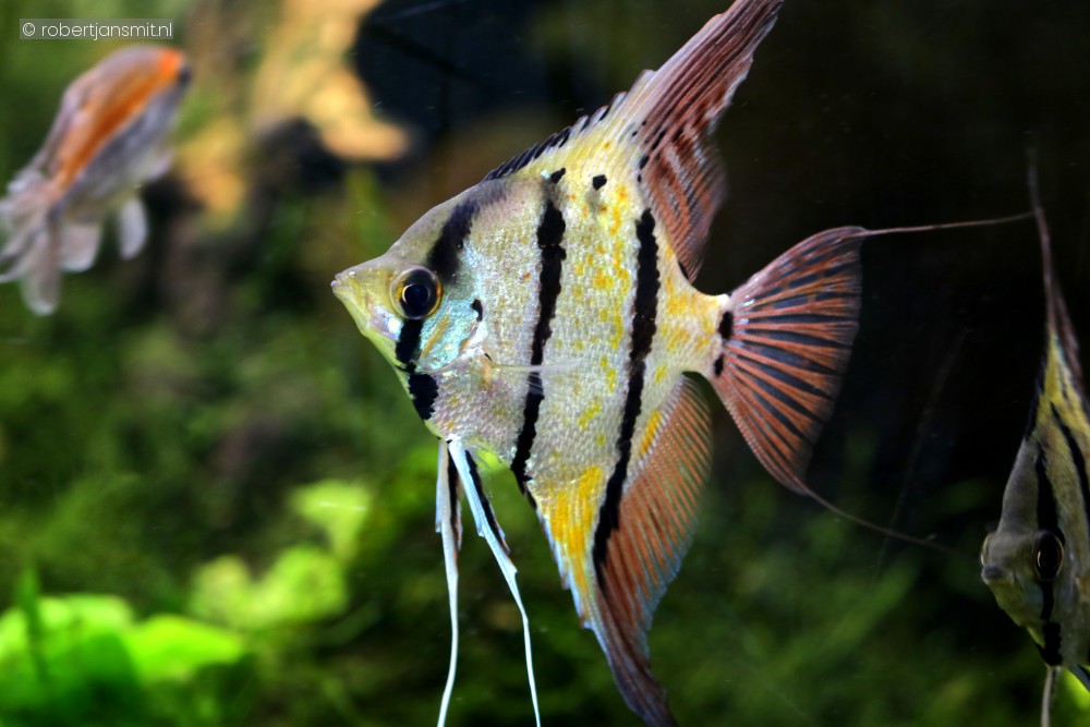 Foto van Hoge maanvis (Pterophyllum altum) in Pairi Daiza België