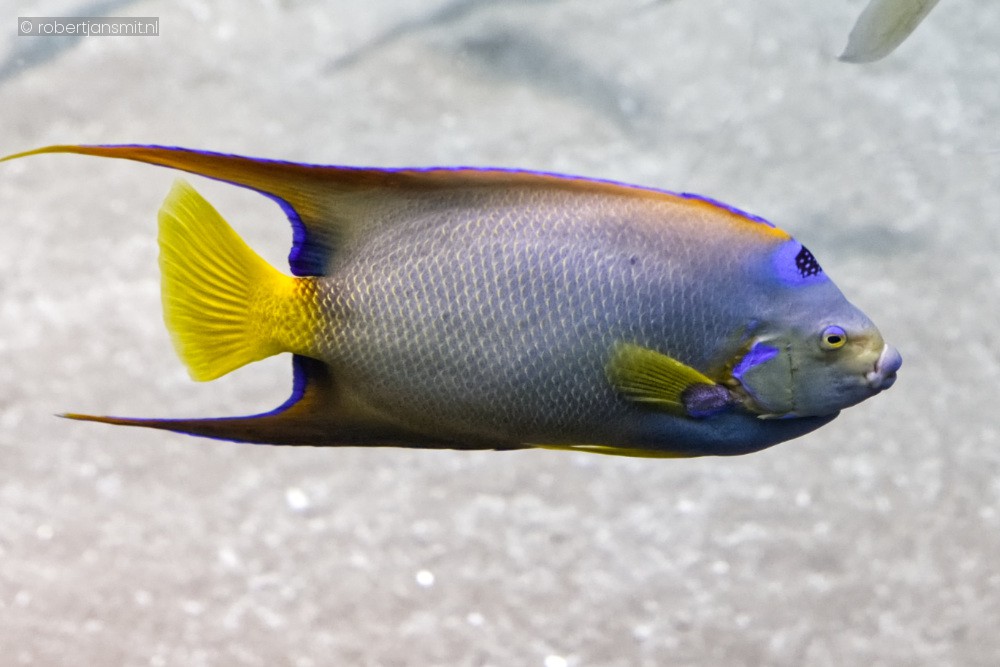 Foto van Gekroonde Keizersvis (Holacanthus ciliaris) in Blijdorp Rotterdam
