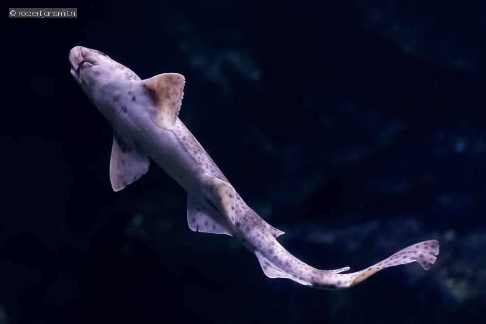 Foto van Hondshaai (Scyliorhinus canicula) in Blijdorp Rotterdam