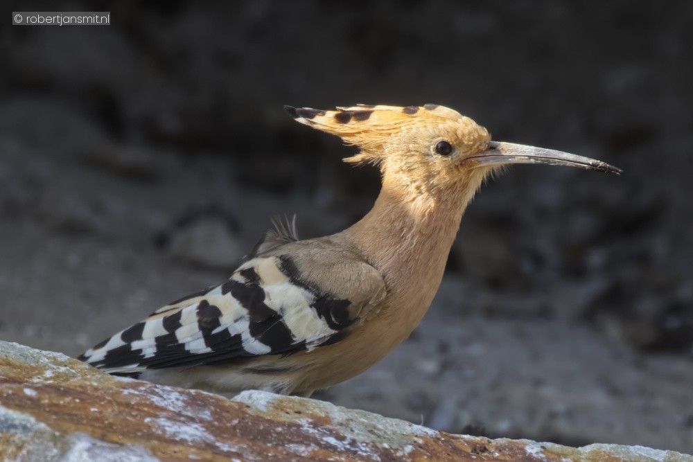 Foto van Hop (Upupa epops) in Avifauna Alphen a/d Rijn