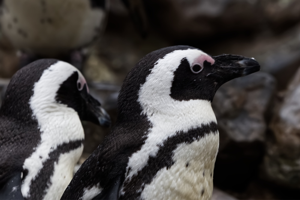 Afrikaanse pinguïn 