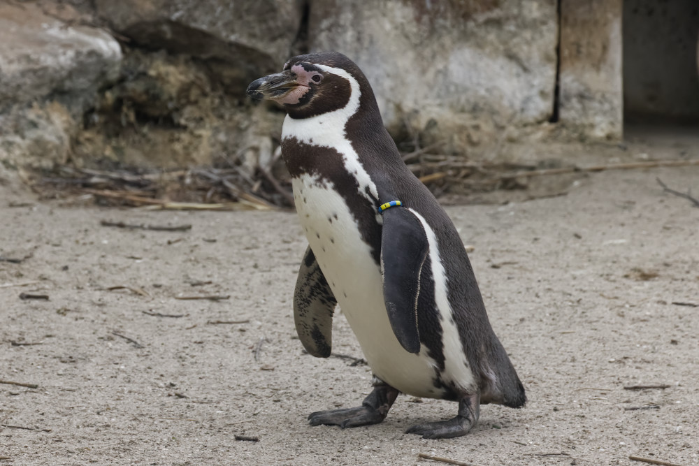 Humboldt pinguïn 