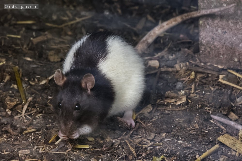 Foto van Husky rat () in Faunapark Flakkee