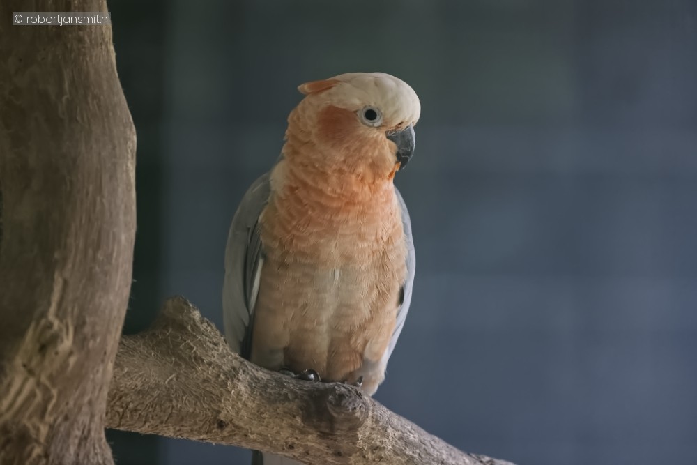 Foto van Hybride kakatoe () in Best Zoo, Best