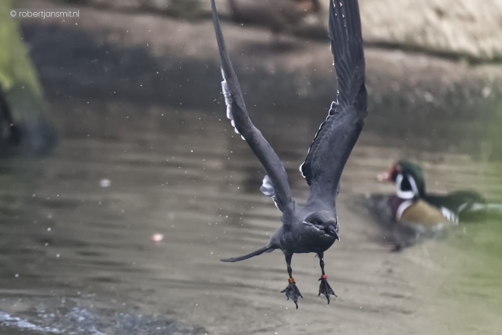 Foto van Incastern (Larosterna inca) in Ouwehands Dierenpark Rhenen