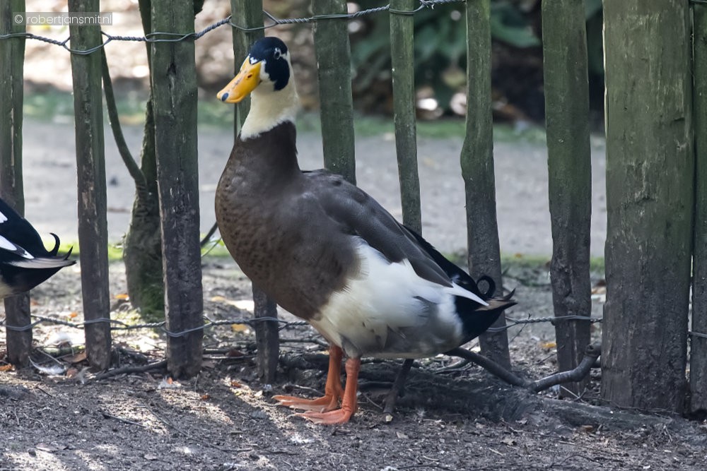 Foto van Indische loopeend () in Best Zoo, Best