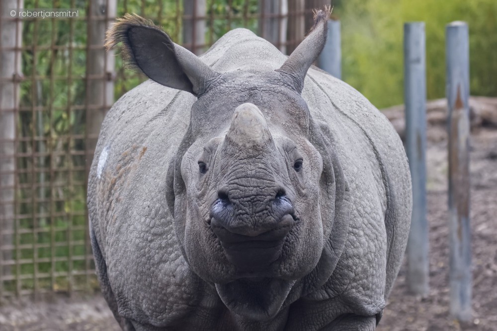 Foto van Indische neushoorn (Rhinoceros unicornis) in Eindhoven Zoo (voorheen Dierenrijk)