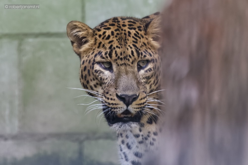 Foto van Jaguar (Panthera onca) in Best Zoo, Best