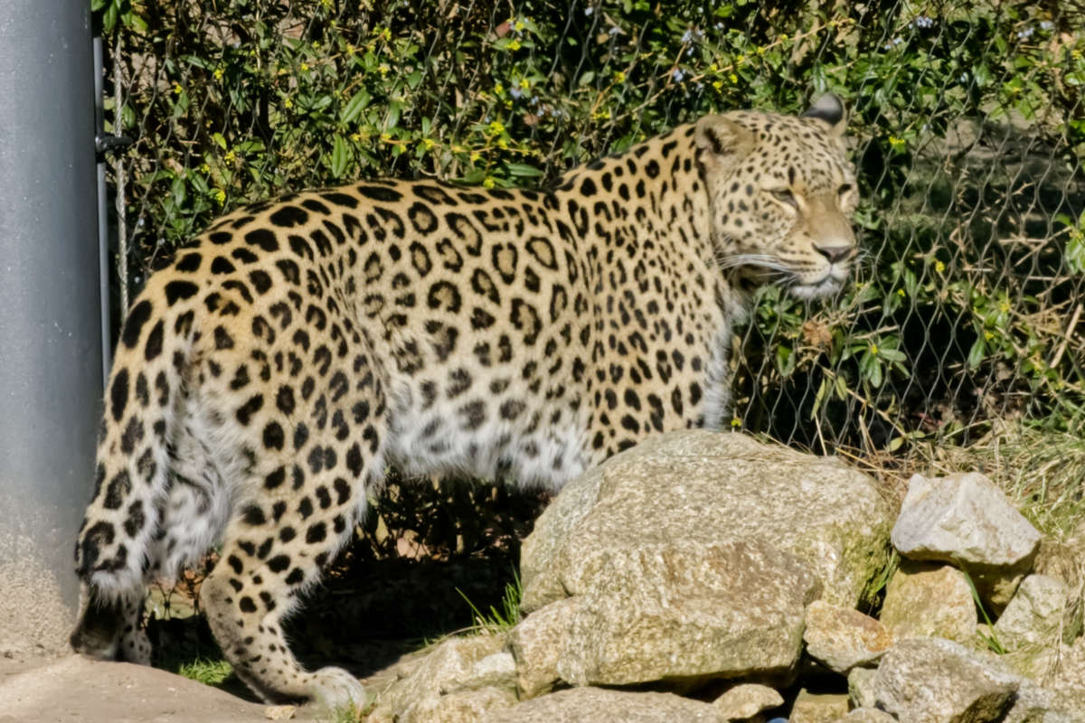 Foto van Jaguar (Panthera onca) in Zoo Berlin