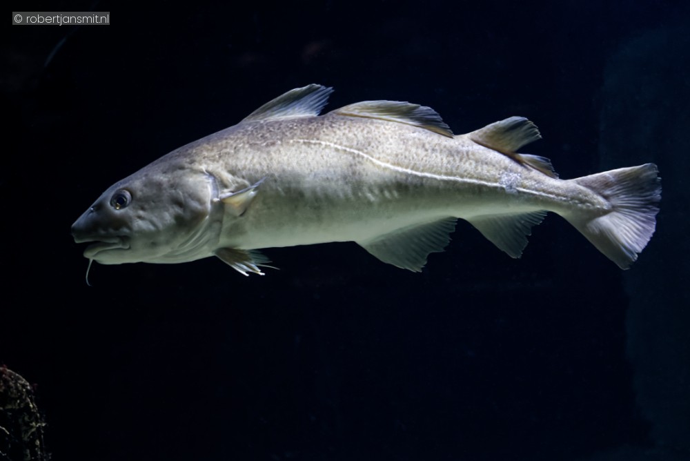 Foto van Kabeljauw (Gadus morhua) in Zoo Antwerpen België