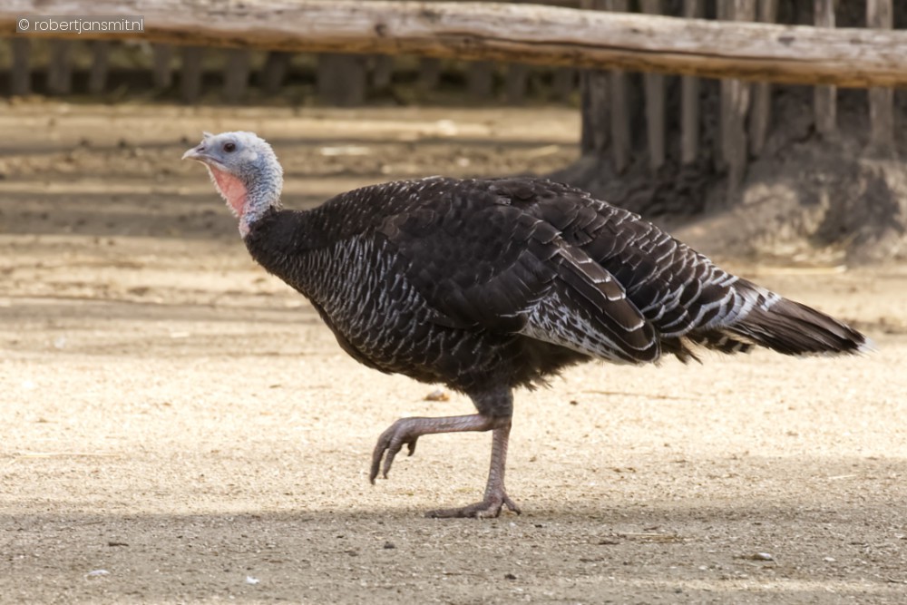 Foto van Kalkoen (Meleagris gallopavo) in Best Zoo, Best